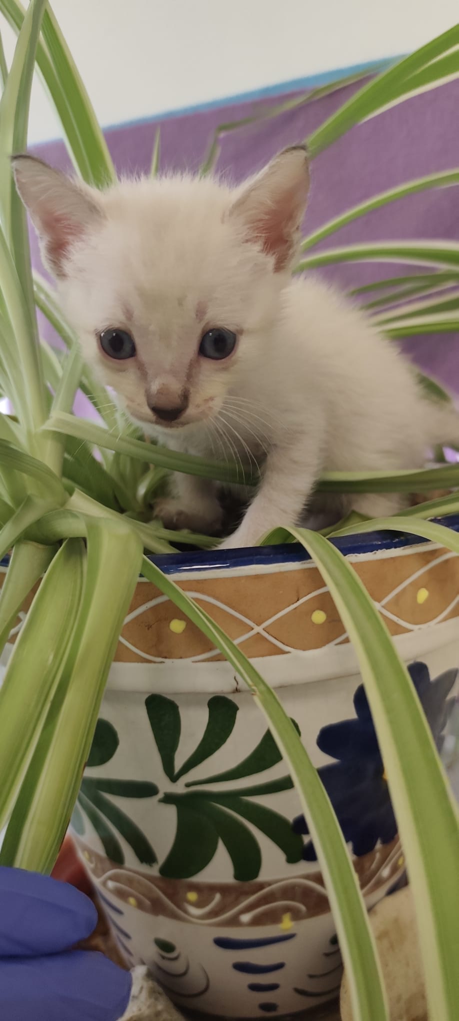 Foto de Boomer